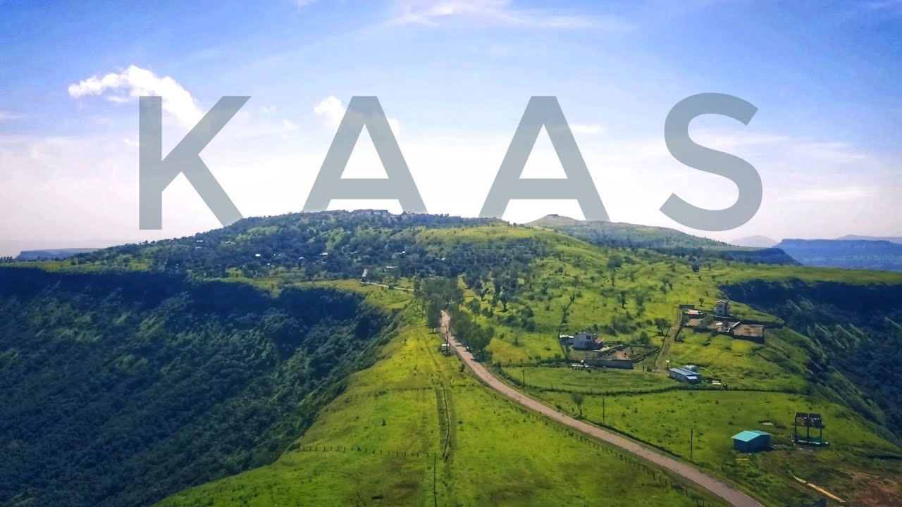 Does Maharashtra Really Have A Valley Of Flowers | A Quick Travel Guide To Kaas Plateau