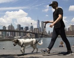 New York City named one of world’s top ten best walking cities