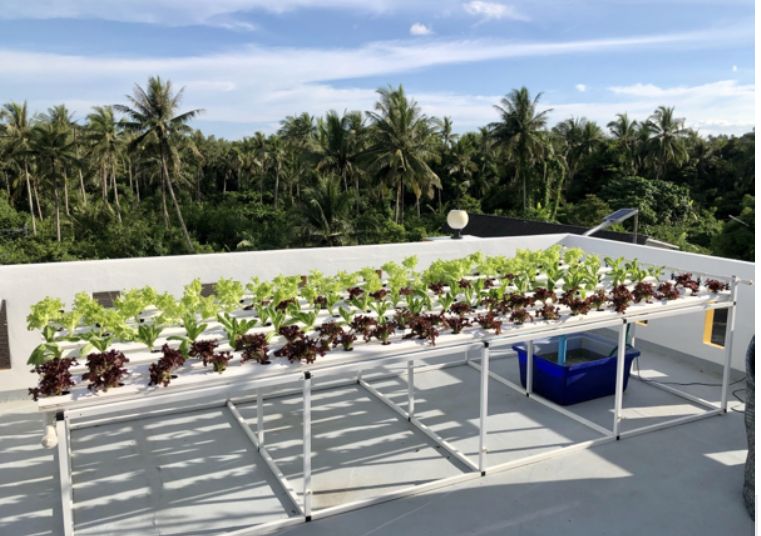 Skal Krabi Develops Edible Rooftops